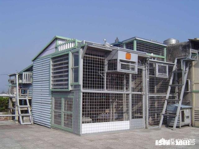 养鸽子房子怎么设计