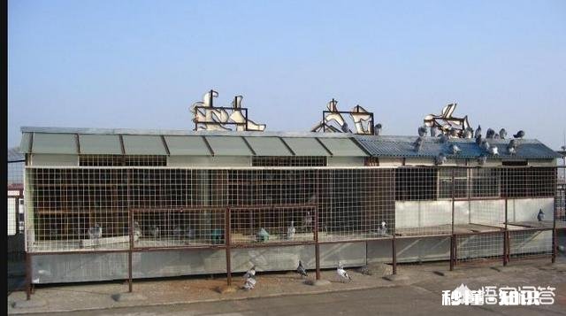 养鸽子房子怎么设计