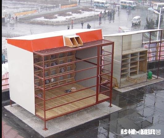 养鸽子房子怎么设计