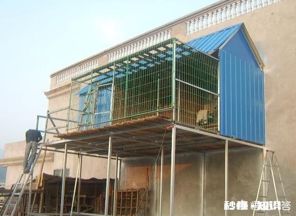 养鸽子房子怎么设计