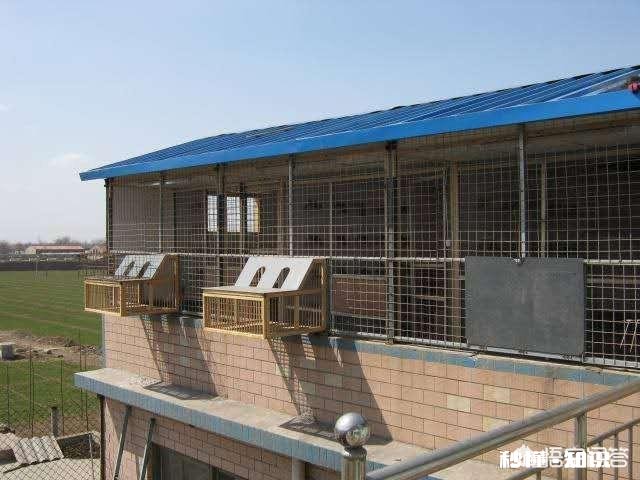 养鸽子房子怎么设计