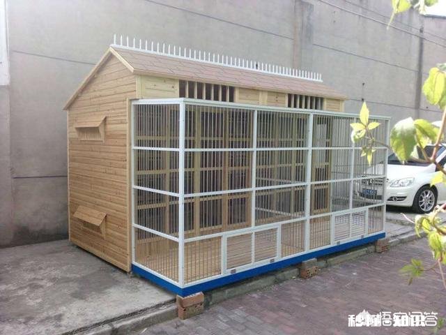 养鸽子房子怎么设计