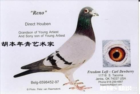 养鸽子房子怎么设计