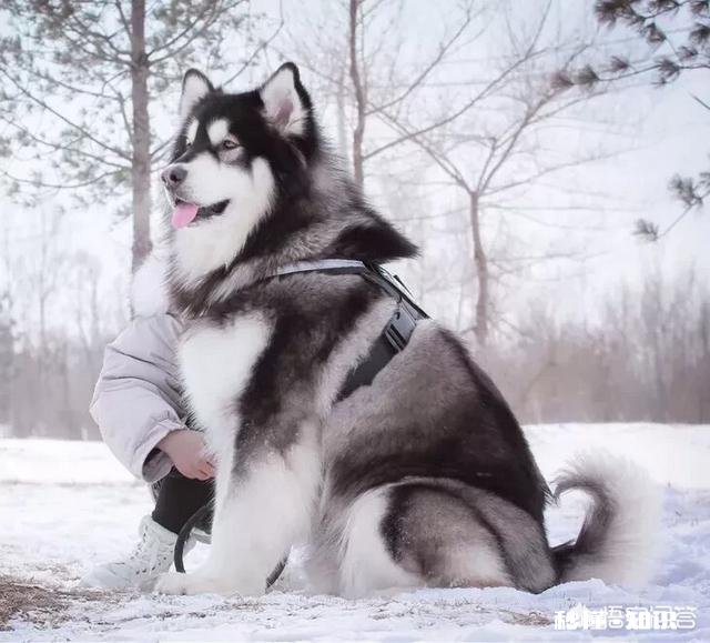 养阿拉斯加需要买什么用品呢