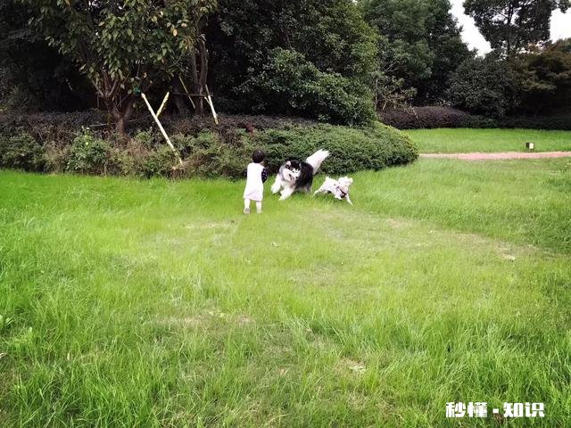 养阿拉斯加需要买什么用品呢