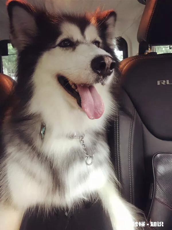 养阿拉斯加需要买什么用品呢