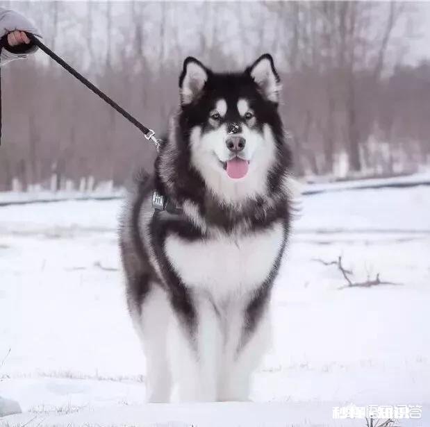 养阿拉斯加需要买什么用品呢