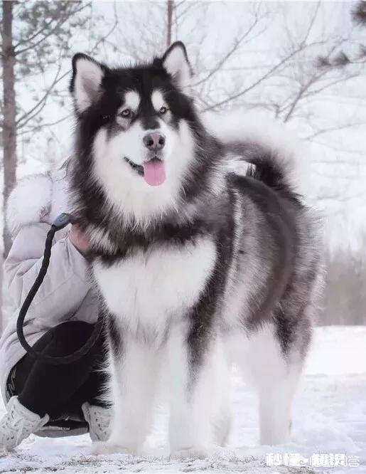 养阿拉斯加需要买什么用品呢