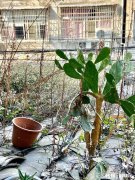 上饶鄱阳湖区水位创新低：天鹅、大雁都不来了, 你怎么看