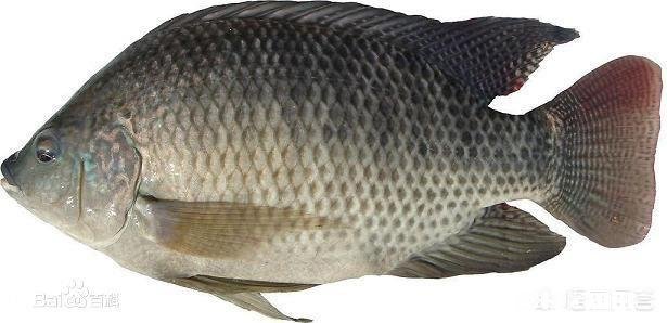 罗非鱼都有哪些做法哪种更美味