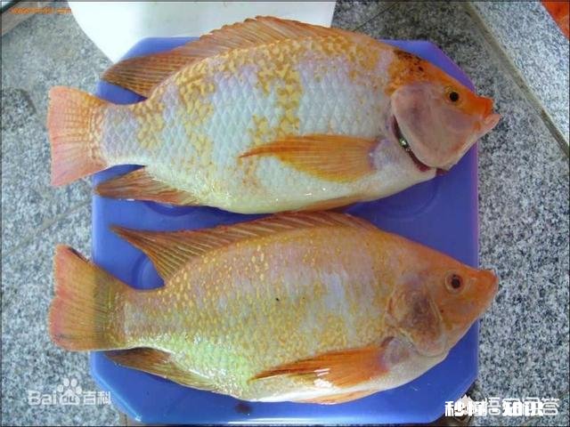 罗非鱼都有哪些做法哪种更美味