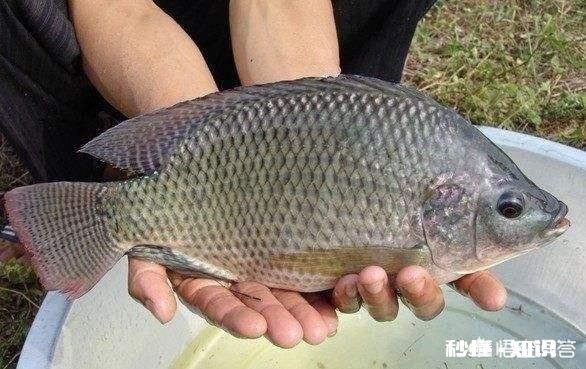 罗非鱼都有哪些做法哪种更美味