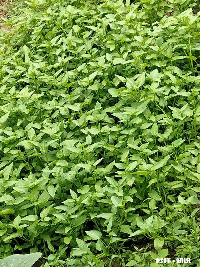 家有中考高考的孩子，你会陪着他们熬夜吗