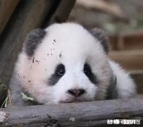 春节期间，你的作息时间规律吗