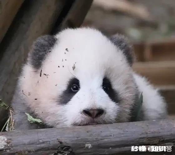 春节期间,你的作息时间规律吗