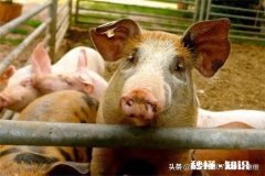 目前在一些地方出现的非洲猪瘟，主要传播途径是什么是苍蝇、蚊子吗