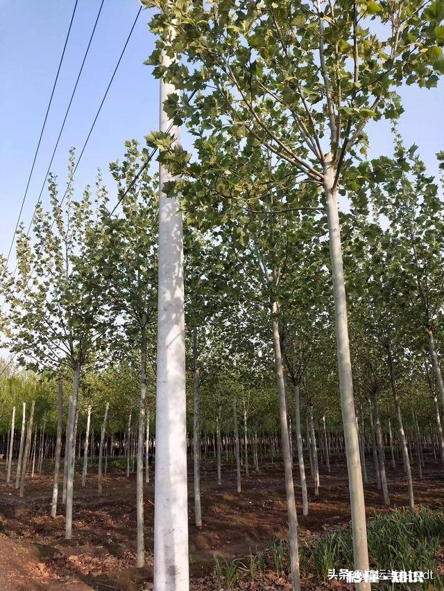 今年农村安装电线杆占地怎么赔偿合适