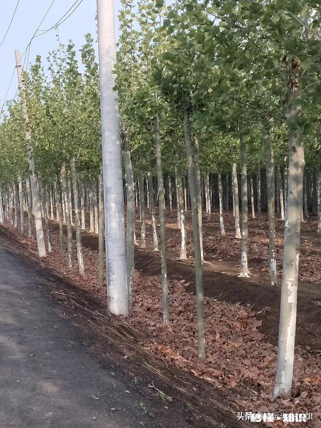 今年农村安装电线杆占地怎么赔偿合适