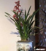 夏季如何加强兰花的管理