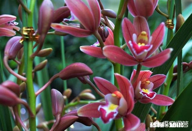 夏季如何加强兰花的管理