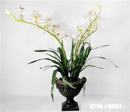 夏季如何加强兰花的管理