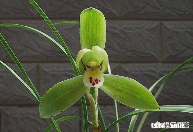 夏季如何加强兰花的管理