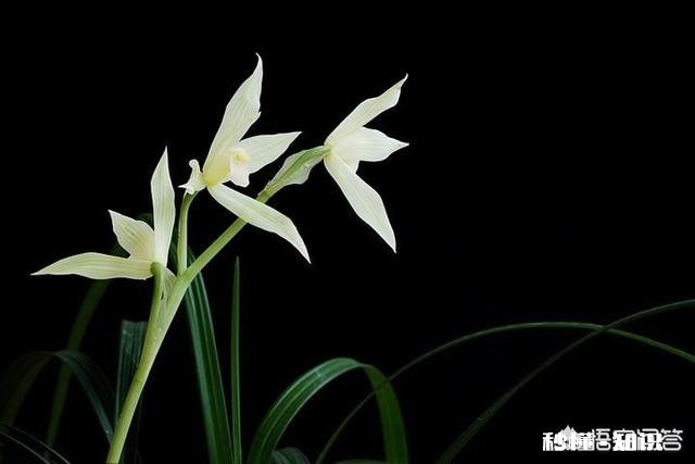 夏季如何加强兰花的管理