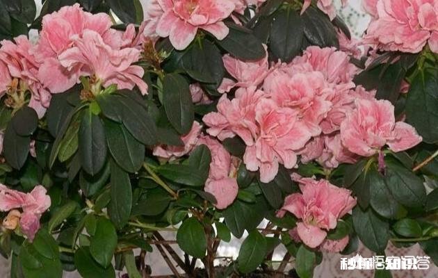 我春季种的杜鹃花到现在还没有发芽，请问是怎么回事