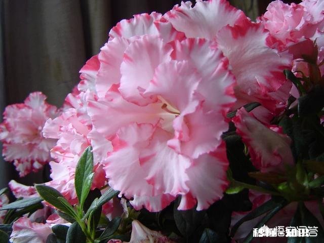 我春季种的杜鹃花到现在还没有发芽，请问是怎么回事