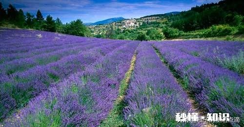 目前最大的愿望