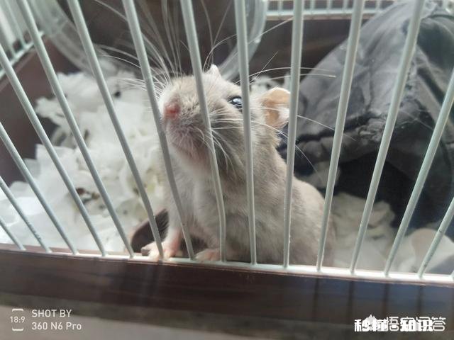 宝宝四岁半，把自己养的宠物活活捂死，还笑着说不难过。该怎么正确的引导她呢