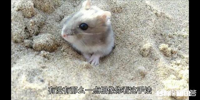 宝宝四岁半，把自己养的宠物活活捂死，还笑着说不难过。该怎么正确的引导她呢