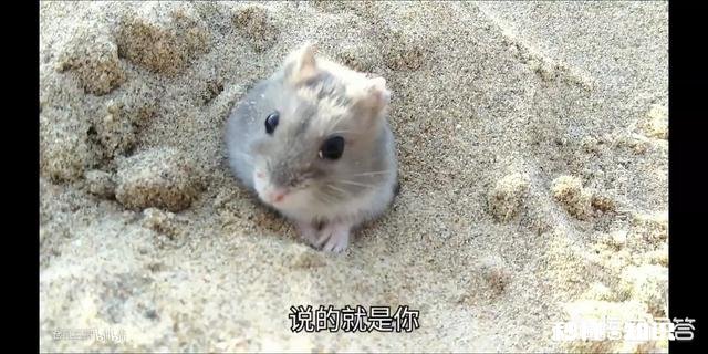 宝宝四岁半，把自己养的宠物活活捂死，还笑着说不难过。该怎么正确的引导她呢