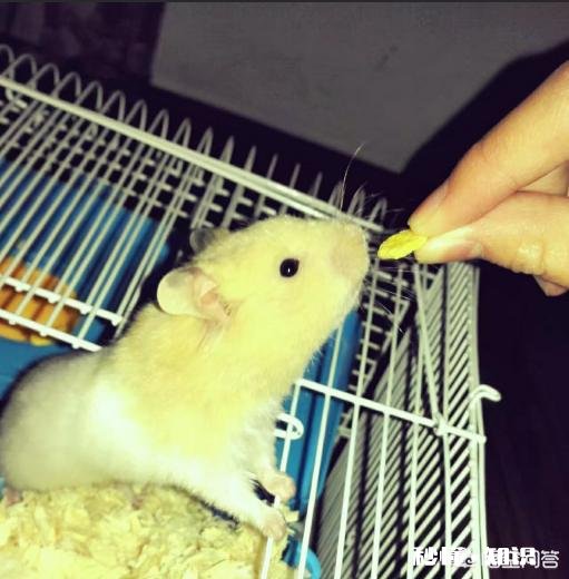 宝宝四岁半，把自己养的宠物活活捂死，还笑着说不难过。该怎么正确的引导她呢