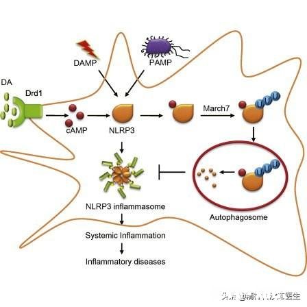 精神分裂症每犯一次都会伤害一次大脑吗