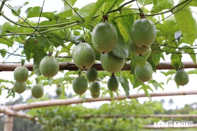 2018今日头条生机大会召开在即，对于三农领域创作者，未来你有什么看法