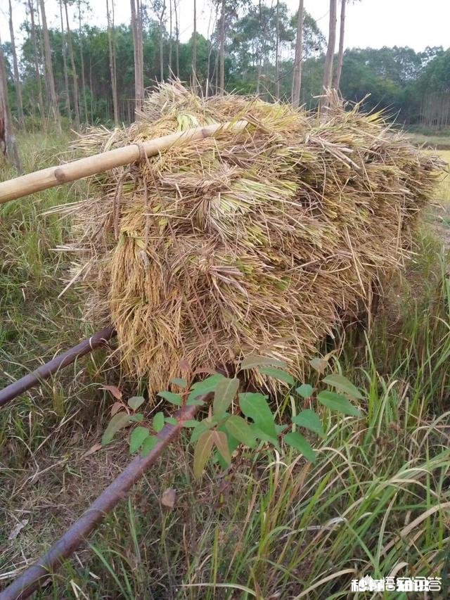 2018今日头条生机大会召开在即，对于三农领域创作者，未来你有什么看法