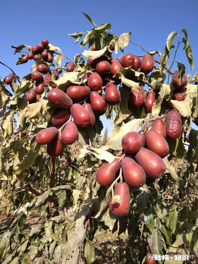 用硫磺熏过的红枣是什么样的如何分辨