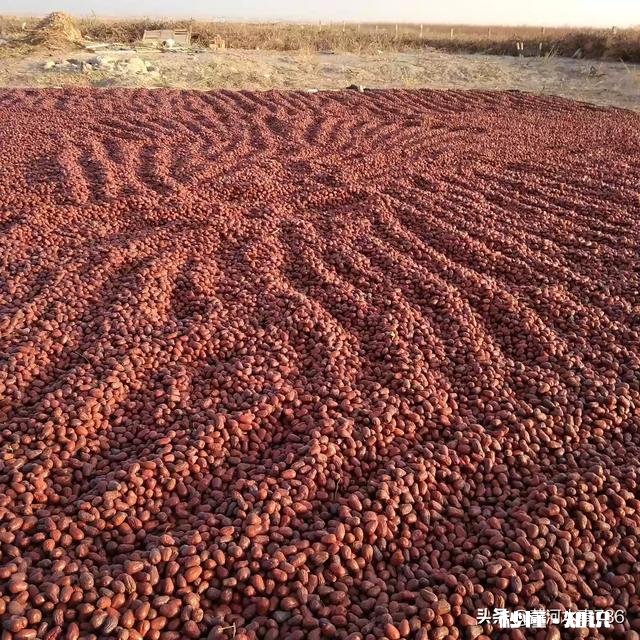 用硫磺熏过的红枣是什么样的如何分辨