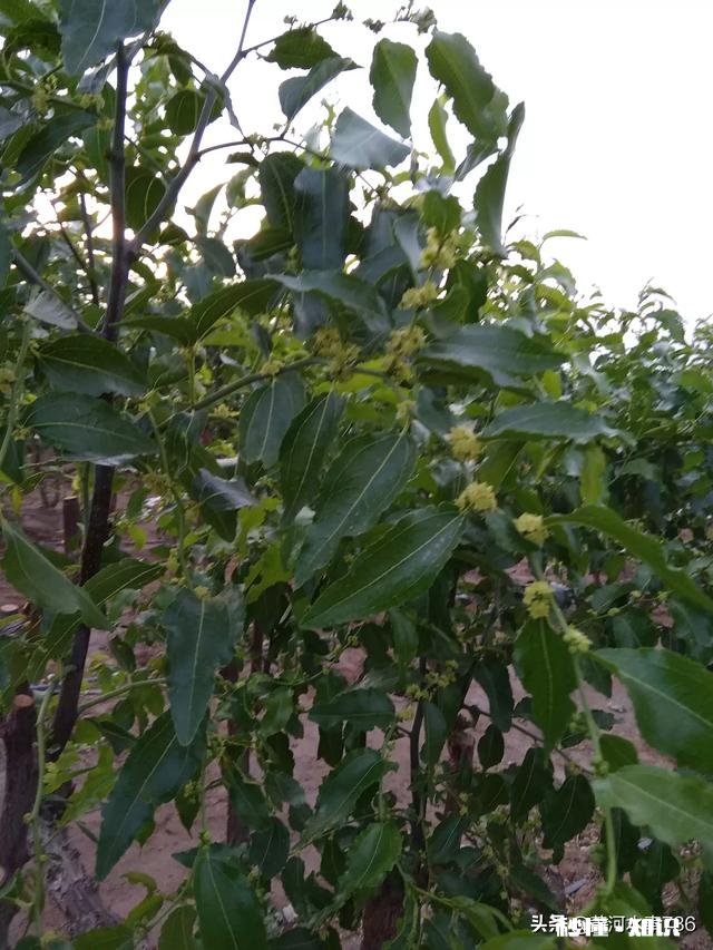 用硫磺熏过的红枣是什么样的如何分辨