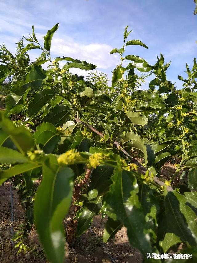 用硫磺熏过的红枣是什么样的如何分辨