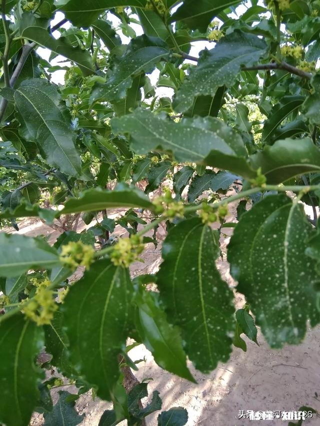 用硫磺熏过的红枣是什么样的如何分辨