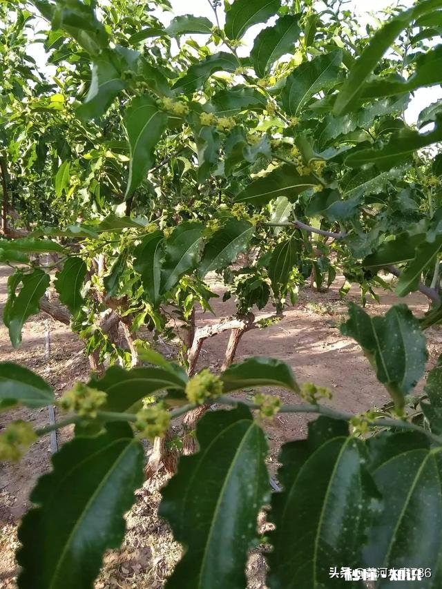 用硫磺熏过的红枣是什么样的如何分辨