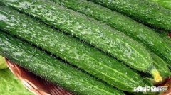 黄瓜怎么修藤瓜结得多