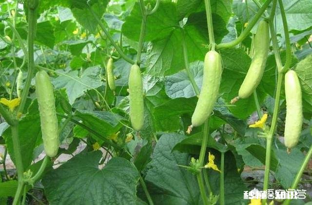 黄瓜怎么修藤瓜结得多