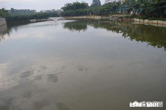 为什么说养鱼先养水
