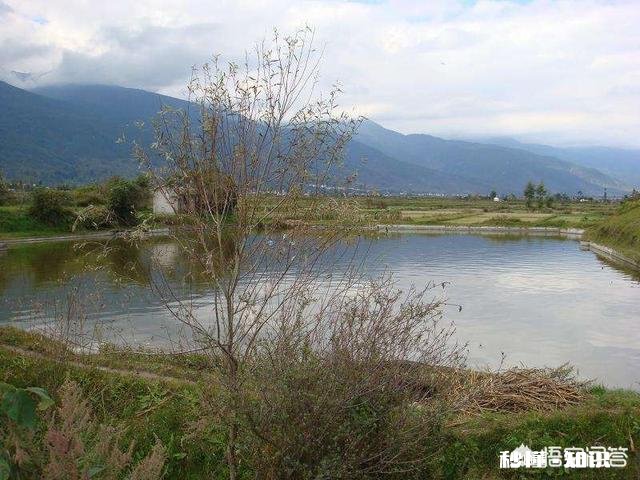 为什么说养鱼先养水