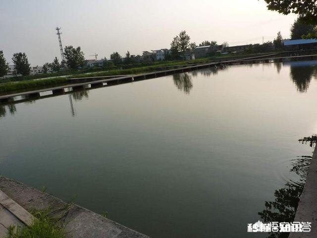 为什么说养鱼先养水