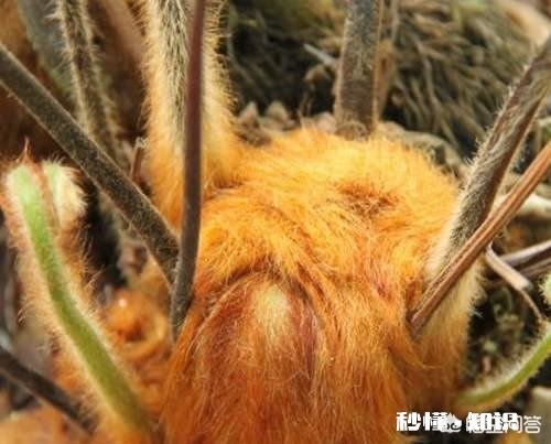 金毛狗蕨怎么浇水