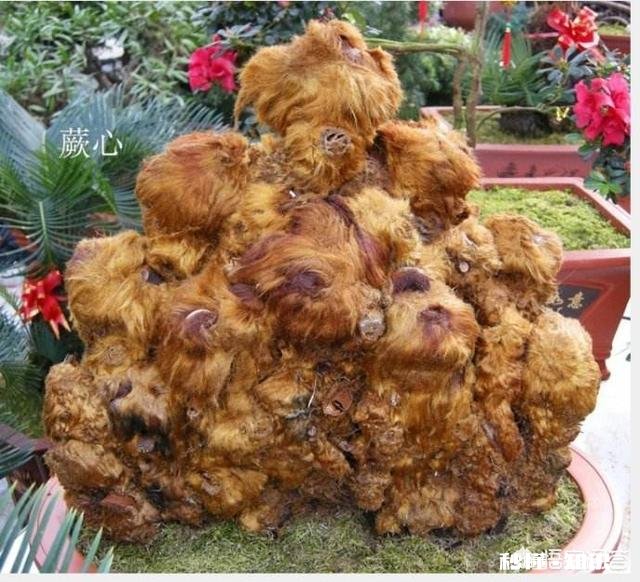 金毛狗蕨怎么浇水